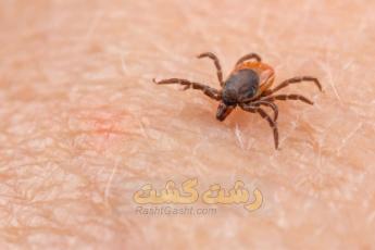 بیماری های منتقله از کنه