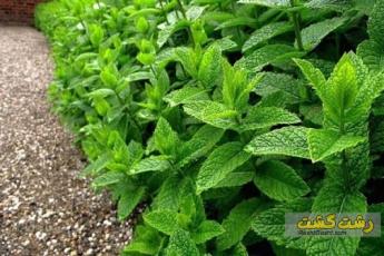 گرفتگی سینوس